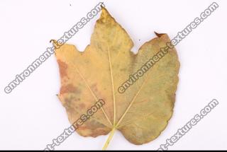 Photo Texture of Leaf 0061